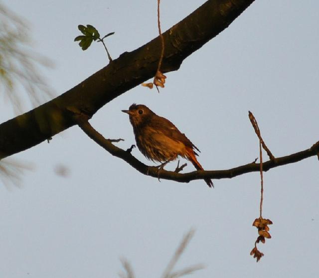 Daurian Redstart female